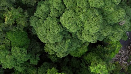 AH - Forest River 04