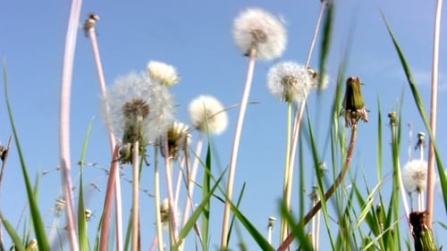 El diente de león y el cielo