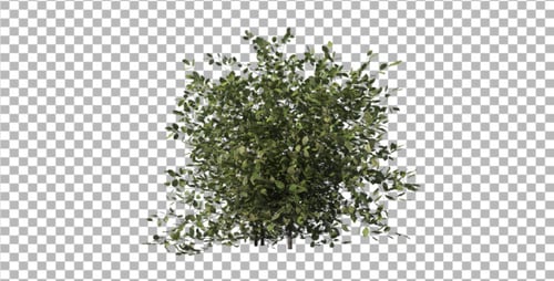 Bush Type 1