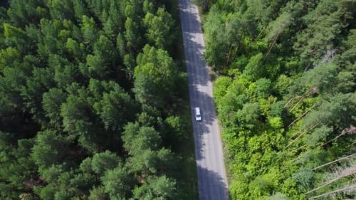 Weißes Auto auf der Straße im Wald