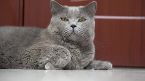 Gray Cat Lying on Floor in Home