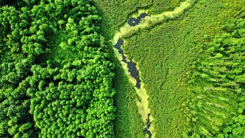 Green algae on river in spring. Aerial view of wildlife.
