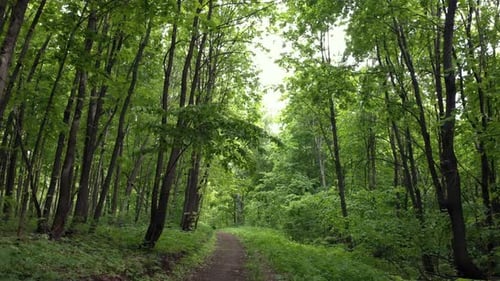 Trees In A Summer Forest