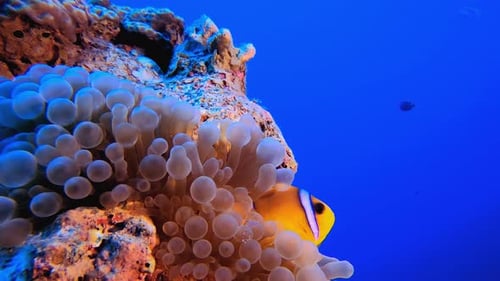 Clownfish Hiding Among Coral Reef Underwater