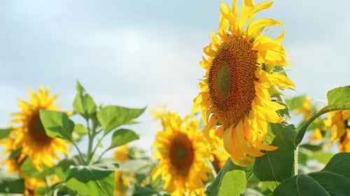 Sunflowers in a Field on a Sunny Day