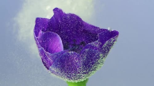 Vibrant Purple Flower with Bubbles Underwater and Dissolving Powder