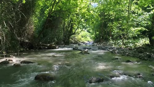 Trees and stream.