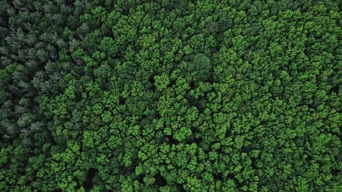 Flying Over Green Trees Forest