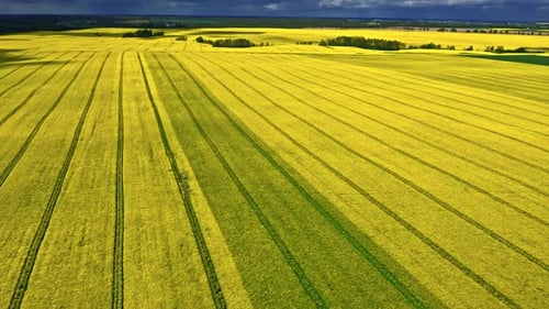 Aerial view of field of rapeseed in Poland countryside.