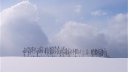 Tree and Branch stand with snow in winter