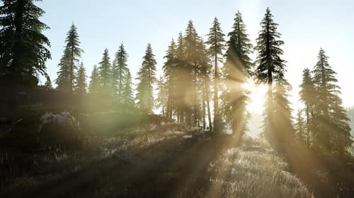 Sun Beams Through Trees
