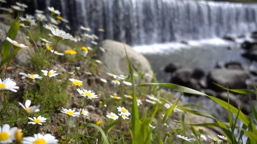 Daisies Bloom Beside Flowing Waterfall Stream