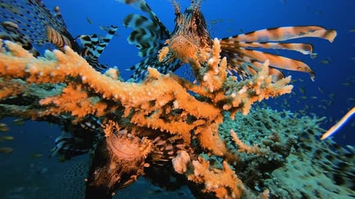 Underwater LIonfish Coral Garden