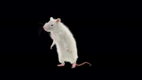 White Rat 3D Dance Animation Loop