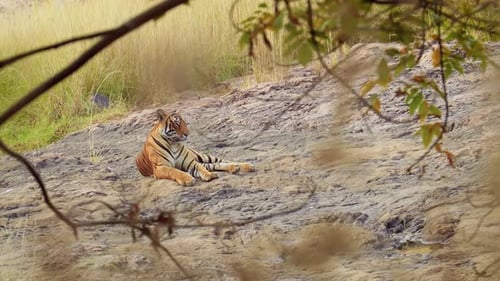 Bengal Tiger Is a Panthera Tigris Population Native To the Indian Subcontinent