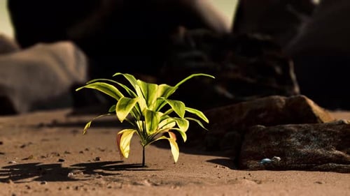 Plante verte à Sand Beach