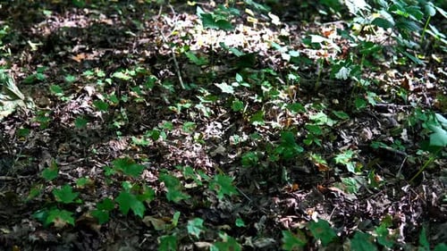Last Year's Oak Leaves In The Forest.