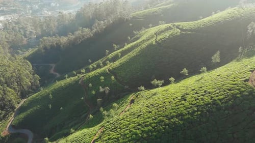 Vue aérienne des plantations de thé par Drone à proximité de la ville de Munnar