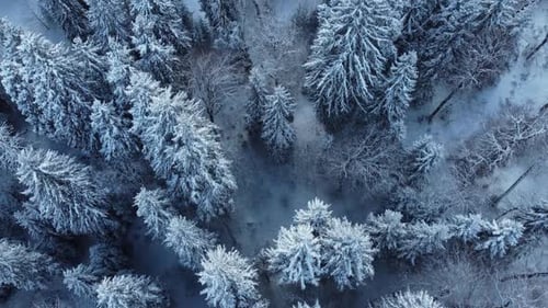 Fly Above The Snowy Forest