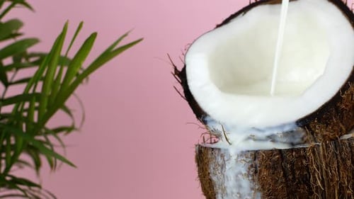 Coconut nut. Juicy ripe split coconut into which coconut milk is poured, on a pink background