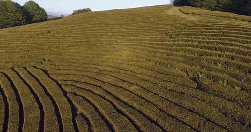 Aerial View of Tea Plantations in Sunset Time in Summer