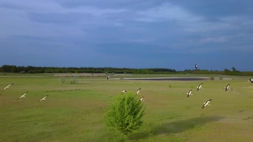 Weißstörche fliegen über grüne Felder