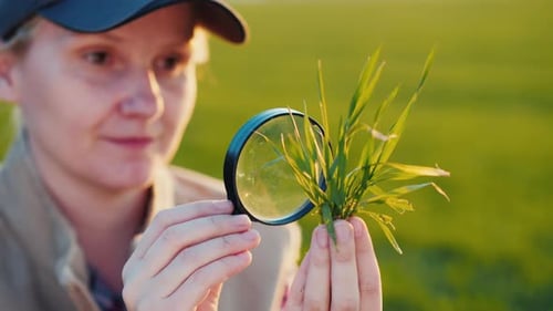 Woman Farmer Examining Crop with Magnifying Glass