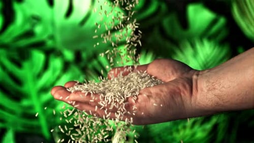 Uncooked Crumbly Rice Falls on a Man's Hand