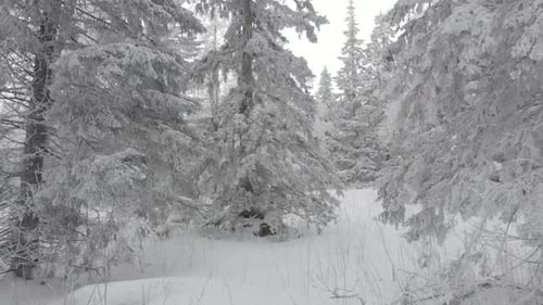 Aerial Drone View in Mountain Forest. Winter Landscape