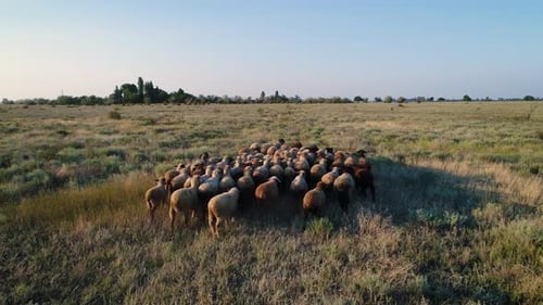 Aerial View of Sheep Herd Grazing on Field