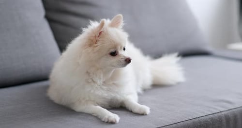 Adorable White Dog Relaxing on a Gray Couch