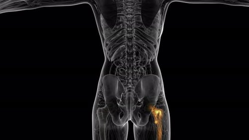 Animated Human Anatomy Hip Joint and Femur Bone Highlight