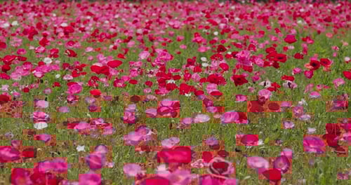 Pink poppy flower garden meadow
