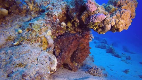Red Octopus Hide