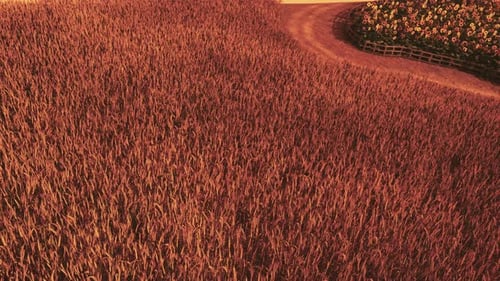 Gold Wheat Field at Sunset Landscape