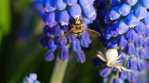 Insects and Flowers Summer