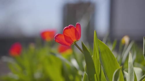 Drops of Water Falling Onto Beautiful Red Flower and Green Leaves Outdoors. Close-up of Pouring of