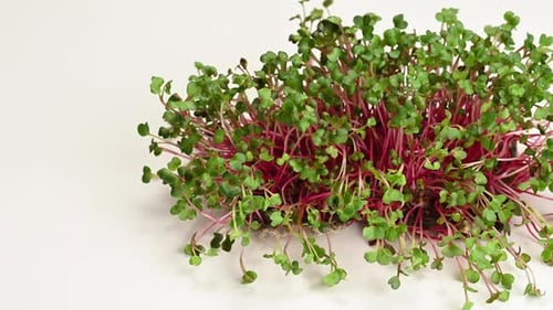 Brotes de rábano frescos, microverdes saludables para ensaladas y bebidas