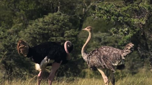 Ein paar Strauße, die an einem Sommertag in der El Karama Lodge in Kenia miteinander herumalbern. -med