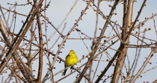bird yellowhammer, Europe wildlife