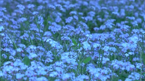 Field of Blue Flowers Swaying in Gentle Breeze