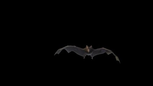 Dramatic Flying Bat with Fangs 3D Animation