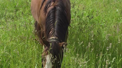 Pferd auf einer Sommerweide