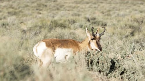 A pronghorn antelope feeding from the desert scrub bushes
