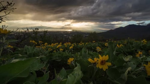 Time lapse over field of flowers at sunset