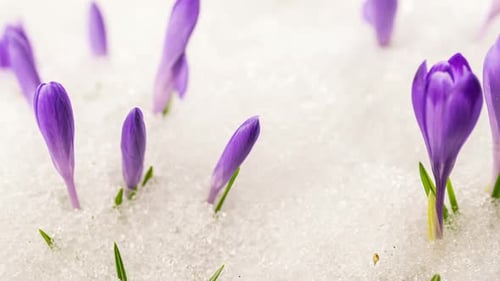 Snow Melting in Spring Meadow Crocus Flowers Bloom