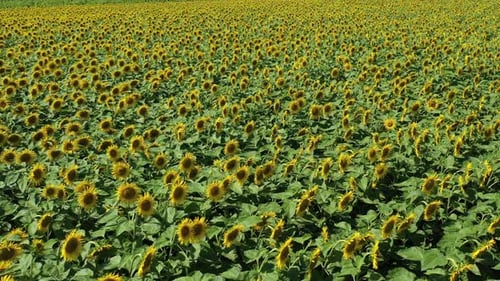 Sunflower Fields