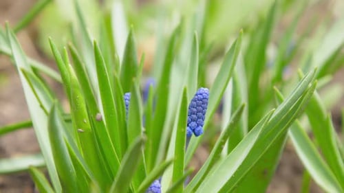 Small Violet Grape Hyacinth Flowers Among High Green Grass