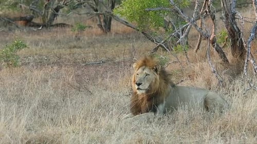 Magnificent Lion Resting Then Walking in the Wild