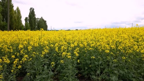 Aerial view of spring rapeseed flower field
